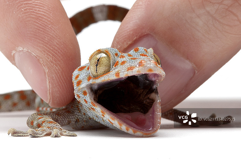 原产地：亚洲图片素材