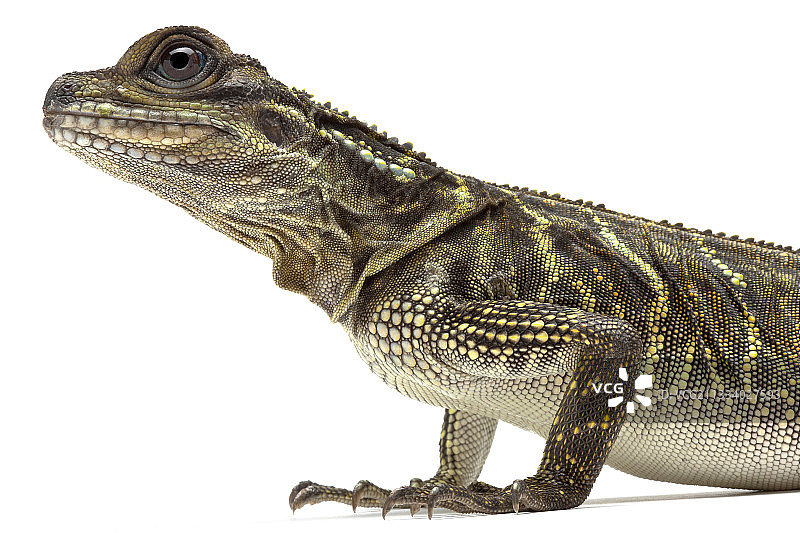 原产地：印度尼西亚图片素材