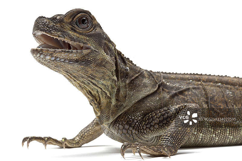 原产地：印度尼西亚图片素材