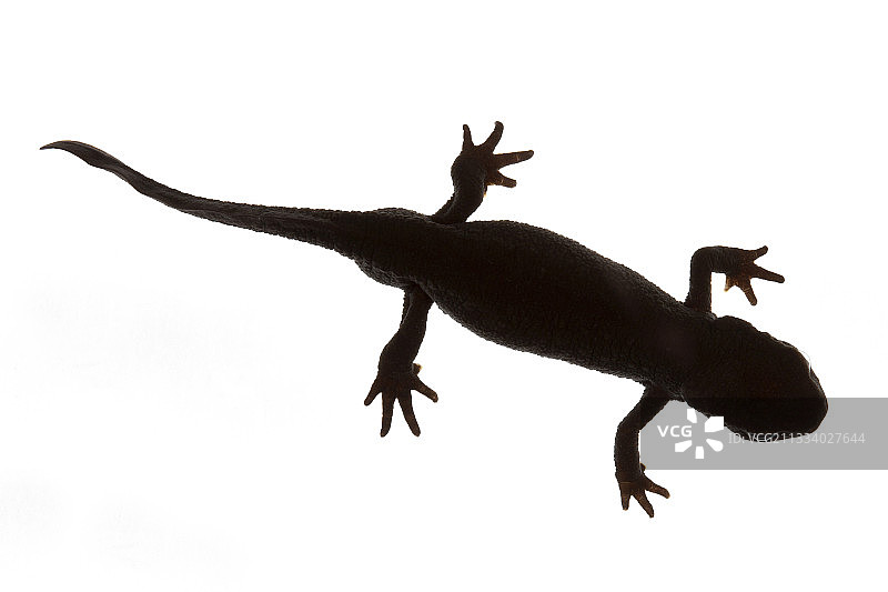 产地：中国图片素材