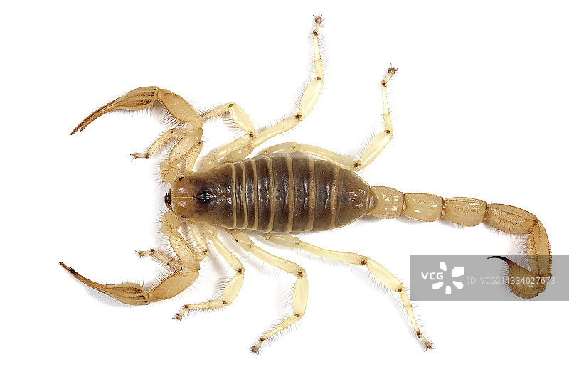 原产地：墨西哥图片素材