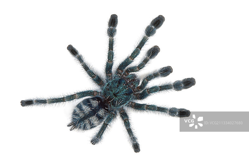 原产地：马提尼克图片素材