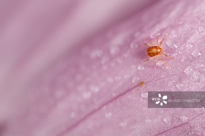 花瓣上的恙螨，粉色法国图片素材