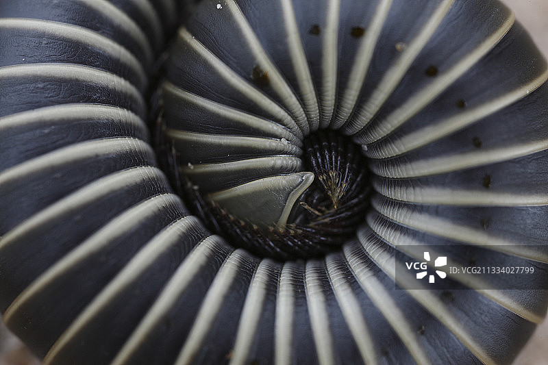 美国德克萨斯州南部的朱利叶斯伤口图片素材