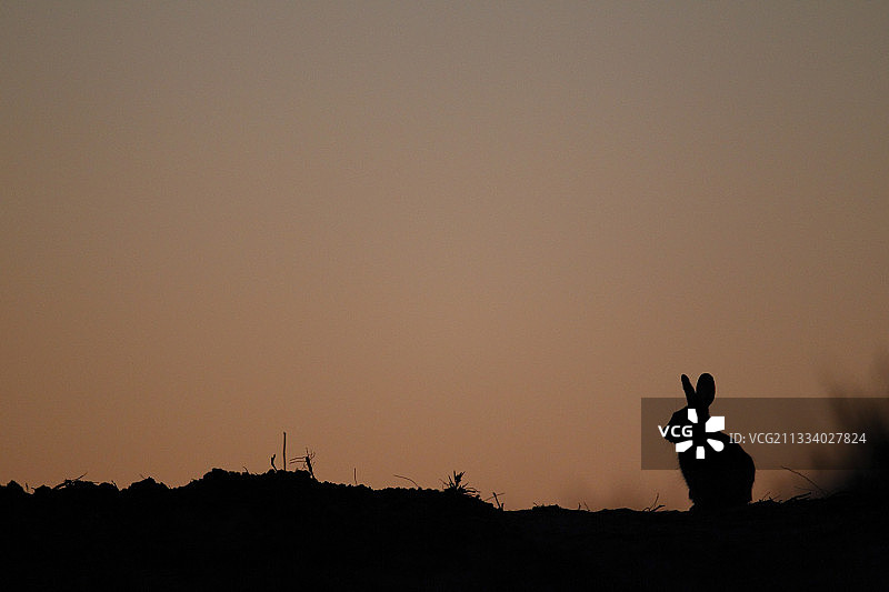 美国德克萨斯州南部黎明时分的沙漠棉尾兔图片素材