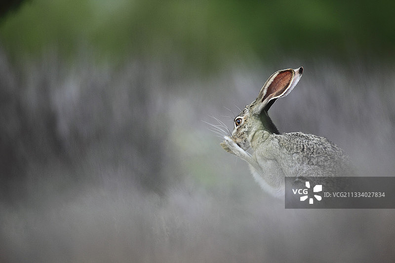 黑尾长耳大野兔，美国德克萨斯州南部高草丛中图片素材