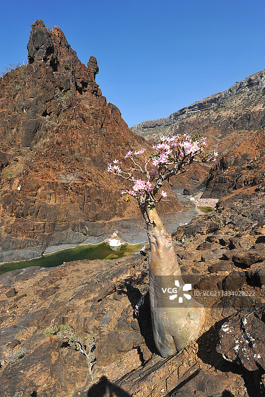 Daerhu峡谷中的水池，在沙漠玫瑰树的阴影下游泳图片素材
