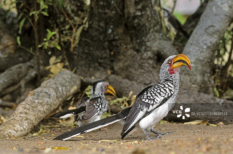 在南非的土壤中寻找食物的黄嘴犀鸟图片素材