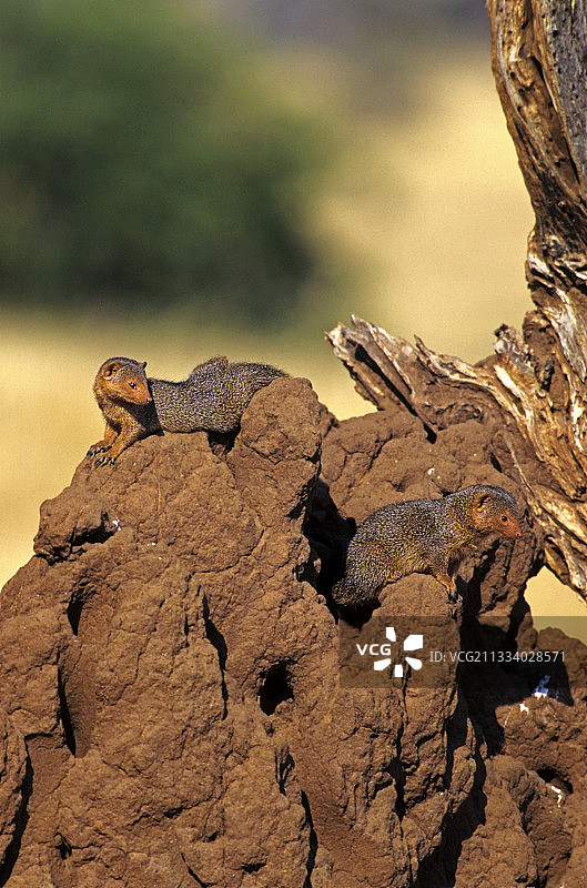肯尼亚群体白蚁丘上的侏獴图片素材