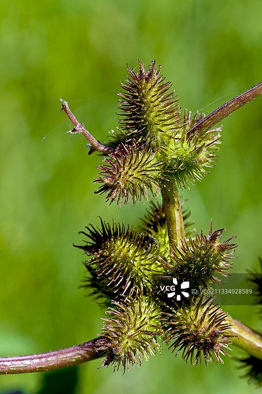 西班牙加泰罗尼亚的苍耳图片素材