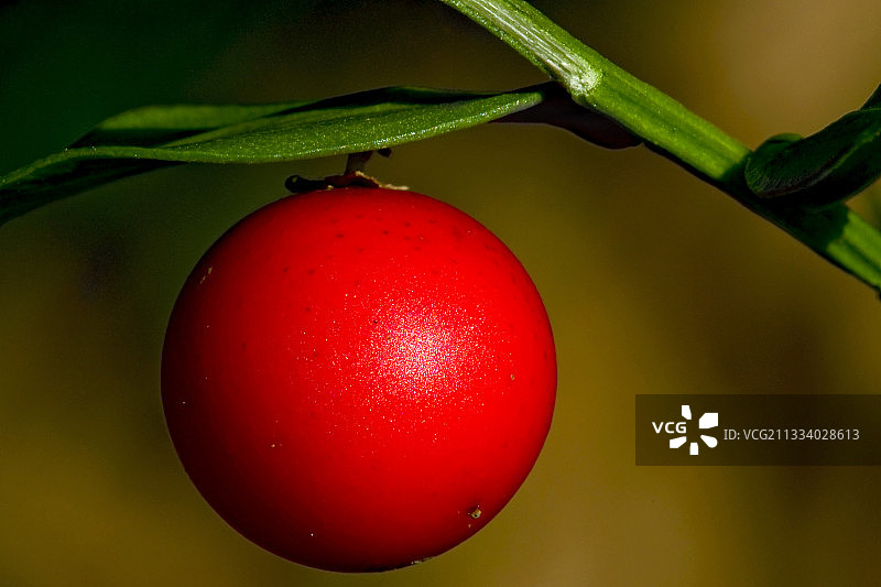 西班牙加泰罗尼亚的百劳金雀花果实图片素材