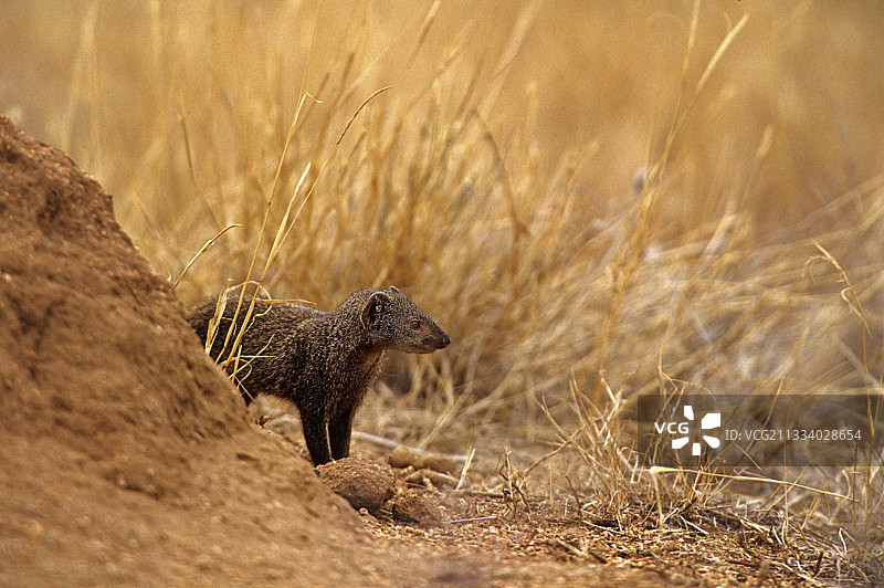 肯尼亚白蚁丘附近土壤上的侏儒獴图片素材