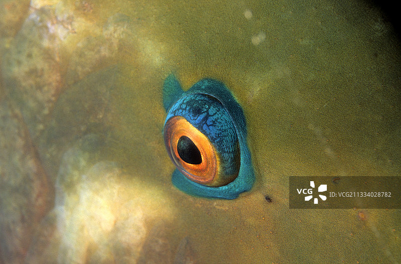 特写：红海埃及鹦鹉鱼的眼睛图片素材
