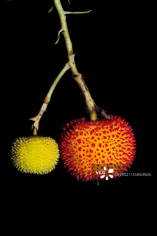 西班牙加泰罗尼亚的草莓树图片素材