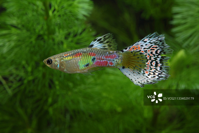 孔雀鱼“Multiglass”前置水族箱植物图片素材