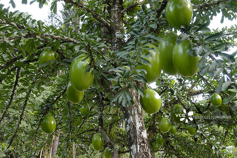 新喀里多尼亚树上的普通葫芦果图片素材