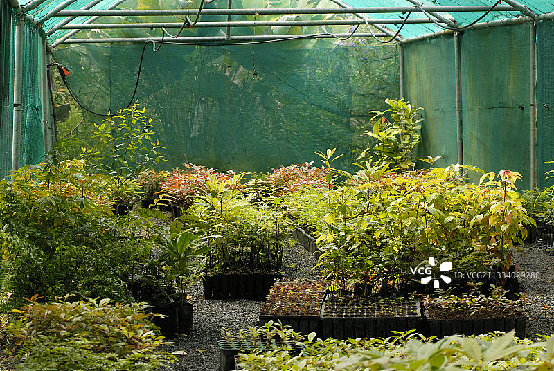 NC特有苗圃的森林物种幼苗图片素材