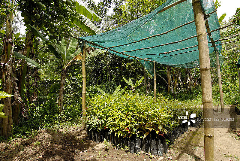 NC特有苗圃的森林物种幼苗图片素材