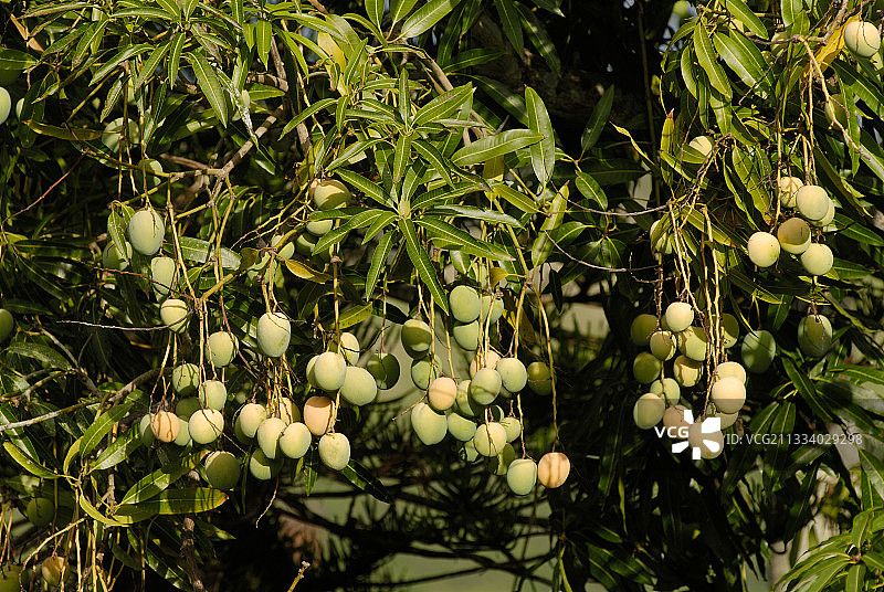 新喀里多尼亚树上的芒果图片素材