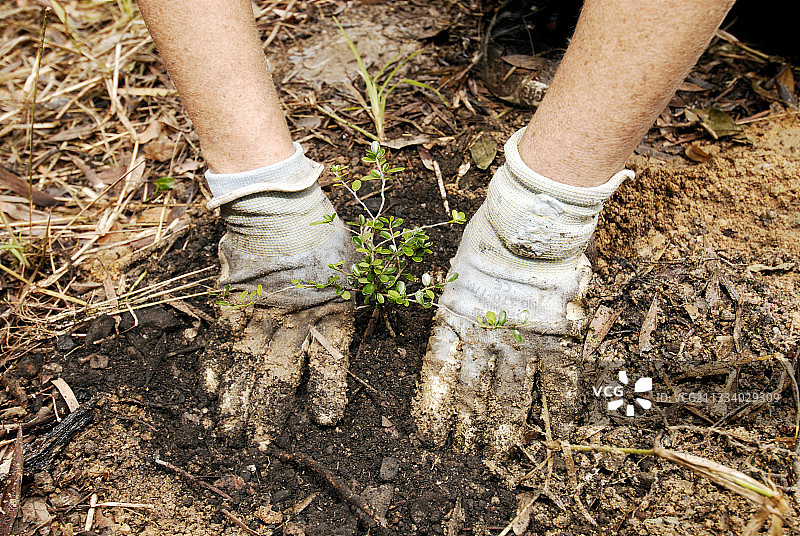 世界自然基金会志愿者旱地森林植树图片素材