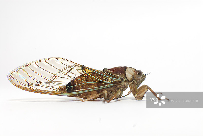 在花园里发现的蚱蜢图片素材