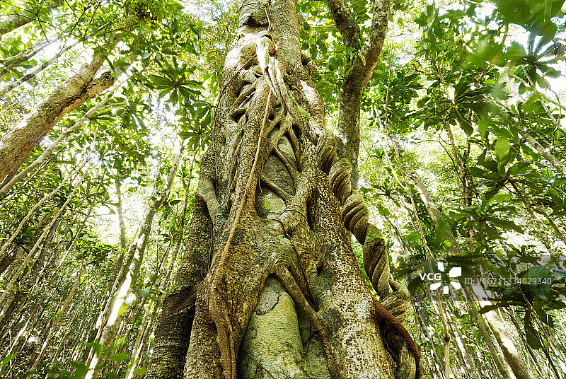 新喀里多尼亚科吉山上的藤本植物和绞杀榕图片素材