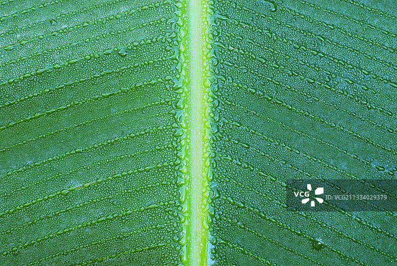 新喀里多尼亚香蕉叶上的露珠图片素材