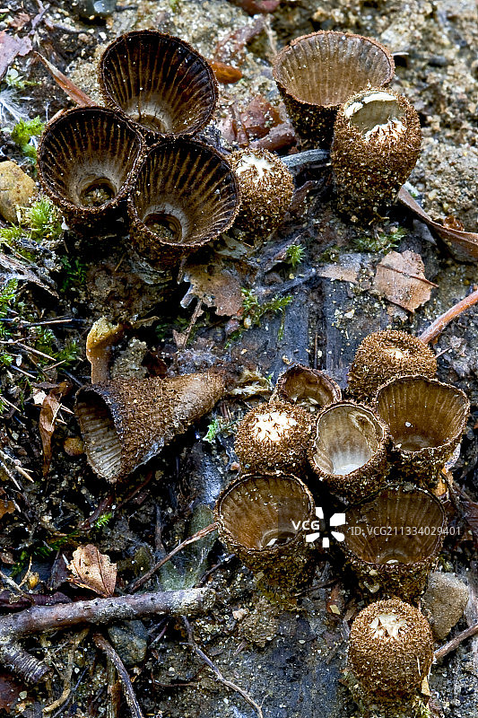 加泰罗尼亚西班牙灌木丛中的凹槽鸟巢图片素材