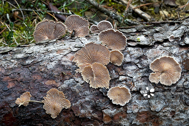西班牙加泰罗尼亚的常见孔菌图片素材