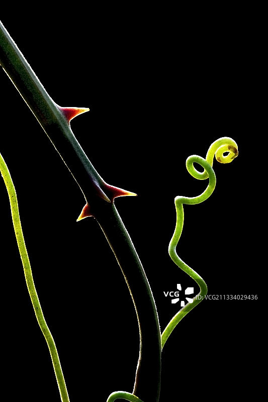 菝葜的卷须和刺图片素材