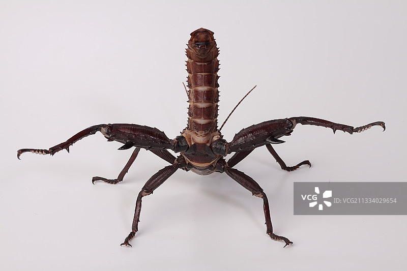 白色背景上的绿树若虫雄性图片素材