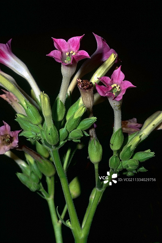 开花中的烟草图片素材