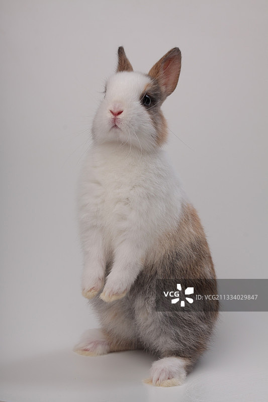 白色背景上的宠物兔图片素材