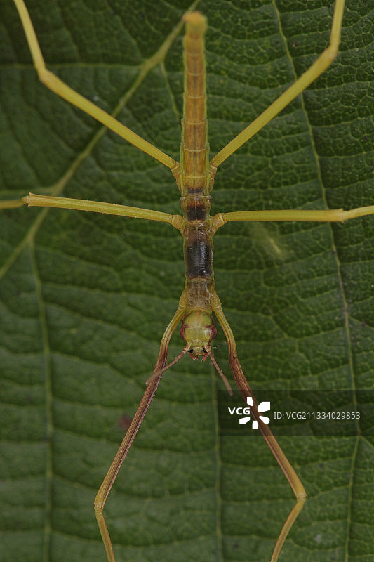 树叶上的小竹节虫图片素材