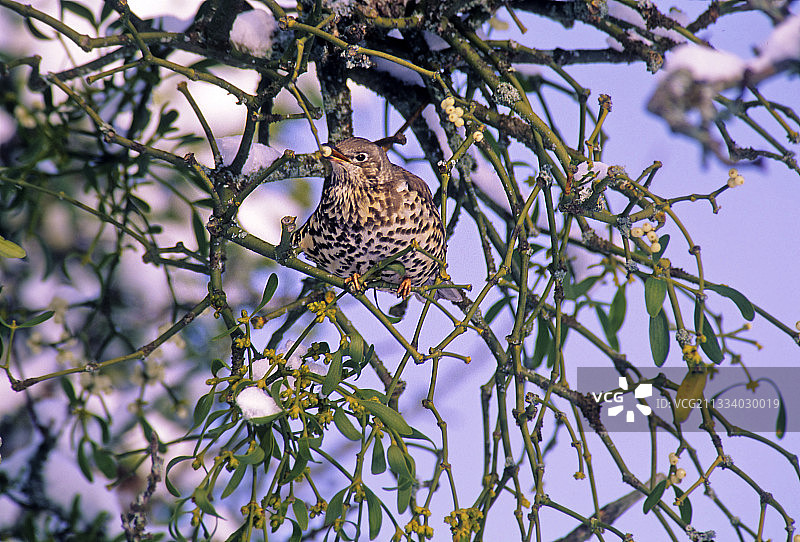 在法国冬季吃槲寄生浆果的槲鸫图片素材