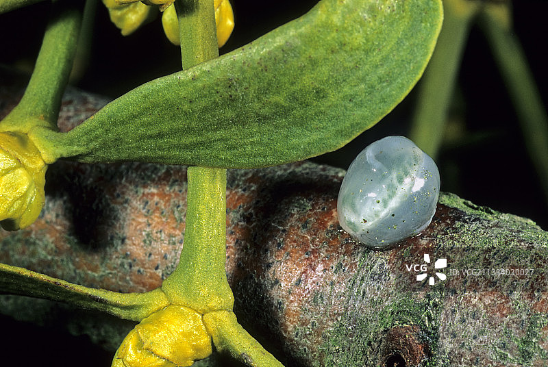 法国树枝上的槲寄生种子图片素材