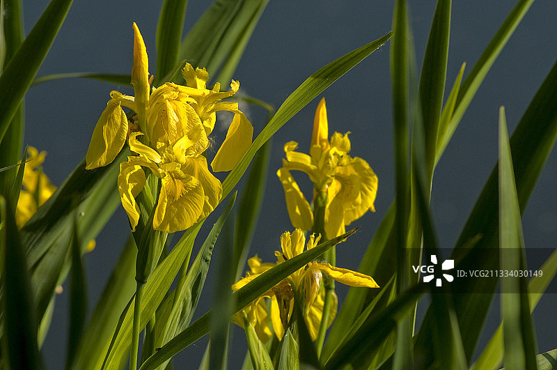 法国布列塔尼的鸢尾花沼泽图片素材
