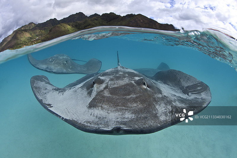 法属波利尼西亚泻湖中游动的粉色土魟图片素材