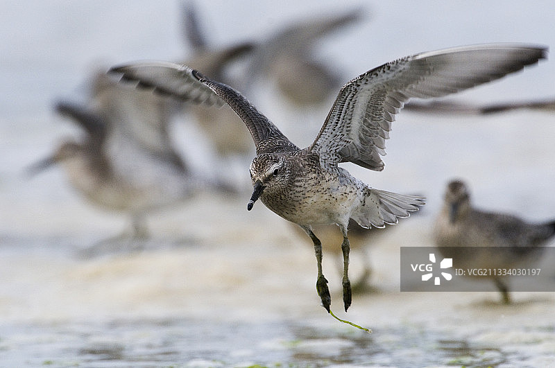 在法国布列塔尼水中飞起的红腹滨鹬图片素材