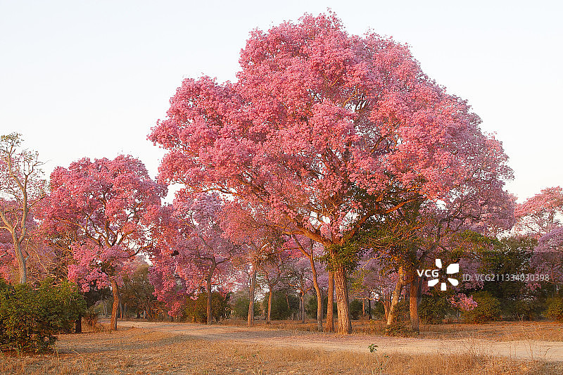 巴西潘塔纳尔平原上的粉色铁树花图片素材
