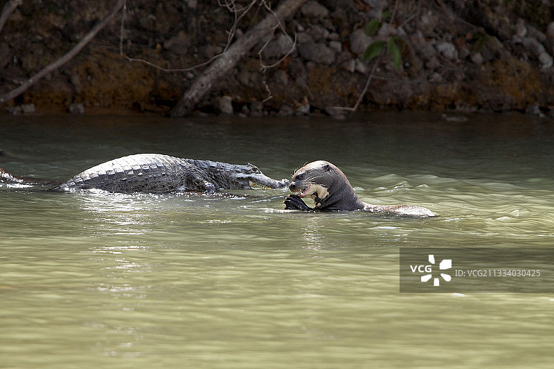 巴西潘塔纳尔湿地中的凯门鳄和巨獭捕食鱼类图片素材