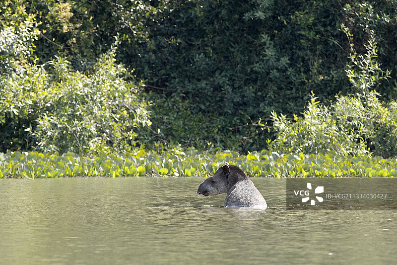南美貘，巴西潘塔纳尔湿地图片素材