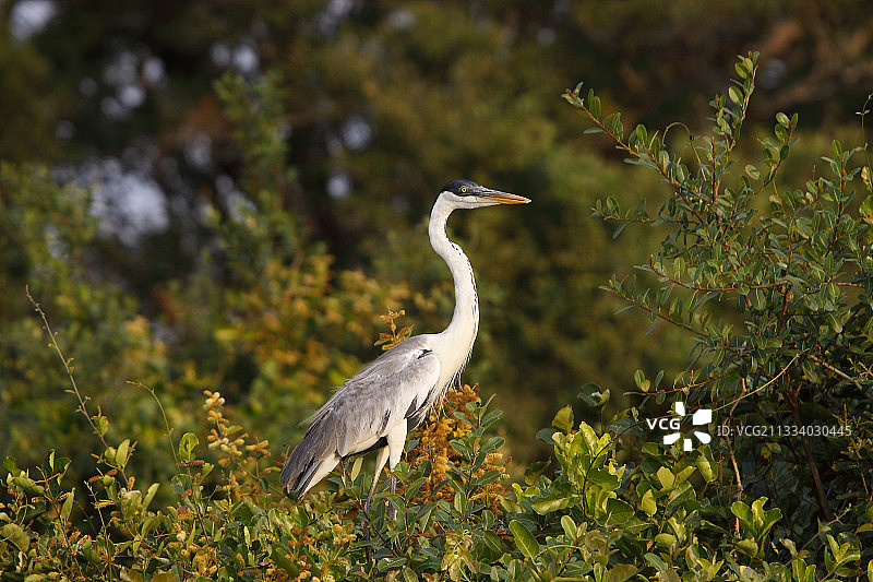 巴西潘塔纳尔湿地，树枝上警戒的白颈鹭图片素材