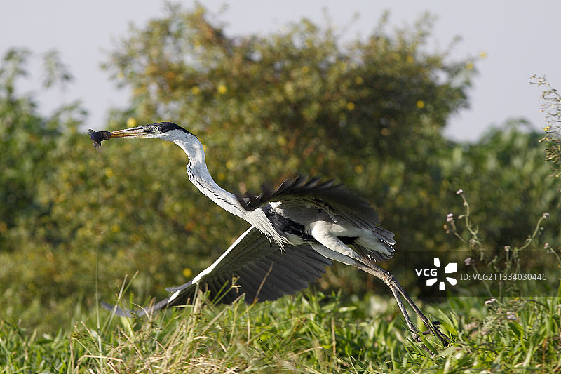 捕到鱼的白颈鹭，巴西潘塔纳尔图片素材