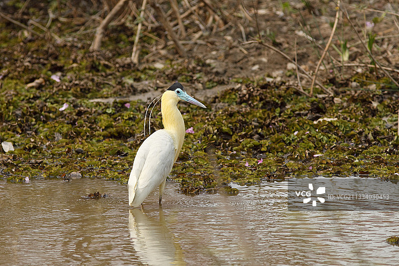 巴西潘塔纳尔湿地中的白颈鹭图片素材