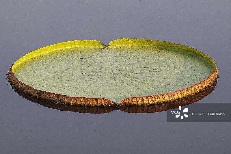 巴西潘塔纳尔湿地水面上的巨型王莲图片素材
