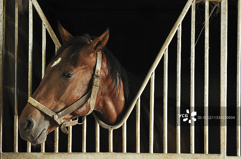 诺曼底法国种马场的马厩里的马图片素材