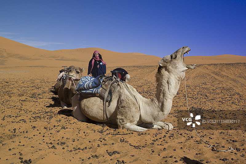 骆驼粪便图片素材