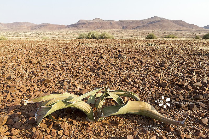 纳米比亚达马拉兰的百岁兰图片素材