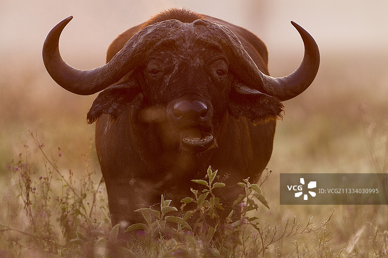 纳库鲁国家公园黎明时分的草原水牛图片素材